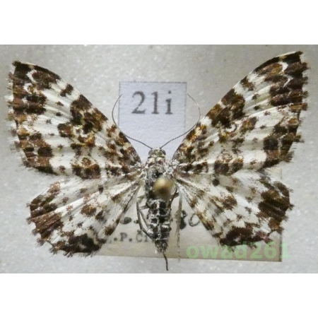Epirrhoe tristata (Linnaeus, 1758) Czech21i